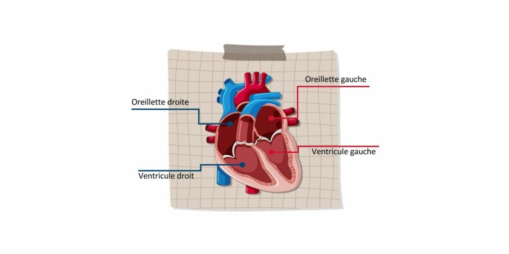 Schéma du système cardiovasculaire reprenant l'emplacement des oreillettes et des ventricules.